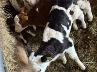 Bovinos (lote, sexo no especificado), Simmental cattle — foto 2