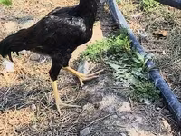 Chickens — photo 3