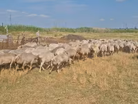 Sheep, Sheep — photo 3