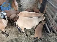 母羊, Cameroon sheep — 照片 3