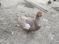 Ducks — photo 2