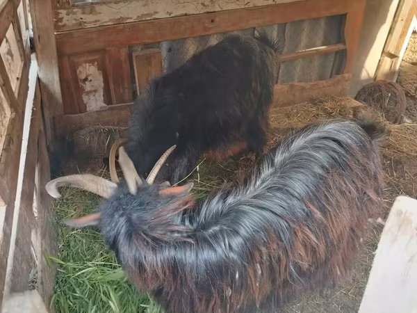 Goat, Goats — Azerbaijan