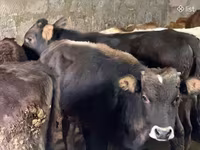 Bulle, Aberdeen-Angus — Foto 3