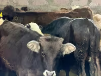 Bulle, Aberdeen-Angus — Foto 1