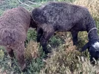 Sheep (batch, sex not specified), Sheep — photo 5