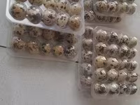 Quails — Foto 4