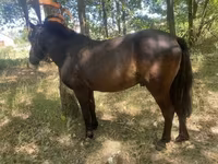 Cavalo, Indian half-bred — foto 1