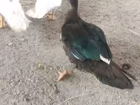 Ducks — photo 3
