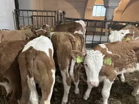 ثور, Simmental cattle — الصورة 3