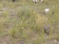 Sheep (batch, sex not specified), Sheep — photo 1