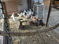 Holenderski bantam — zdjęcie 4