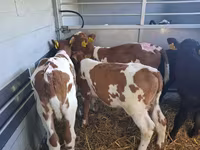 सांड, Simmental cattle — फ़ोटो 2