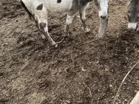 Koń, Konie — zdjęcie 2