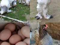 Brahma — foto 1