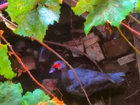 Ducks — foto 2