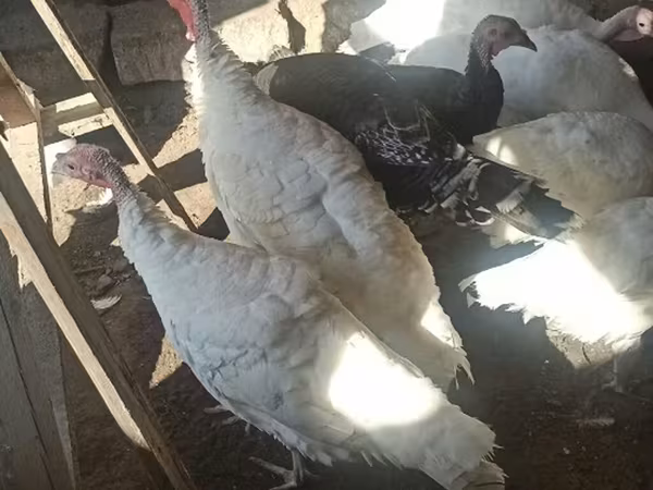 Turkeys — Azerbaijan