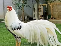 Chickens — الصورة 6