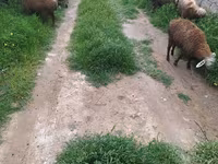 Qoyun, Qoyunlar — foto 6