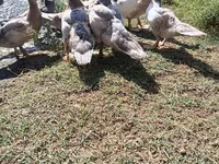 Ducks — photo 1