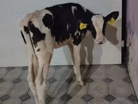 Vaca, Raza Holstein — foto 4