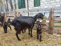 عنزة, Damask goat — الصورة 1
