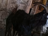 Dişi keçi, Kamori goats — foto 3