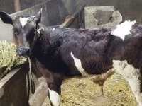 Buğa, Simmental cattle — foto 2