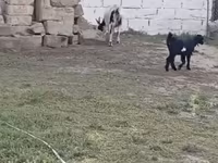 Goat, Goats — photo 2