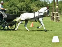 Mare, Lipizzaner — photo 2