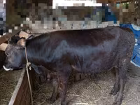 Bull, Aberdeen-Angus — photo 3