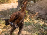 Australian Pit Game fowl — Foto 1