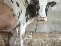 Rinder (Partie, Geschlecht nicht angegeben), Russian Black pied cattle — Foto 2