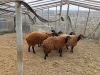 Qoyun, Qoyunlar — foto 8
