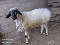 Qoç, Blackheaded Persian sheep — foto 1