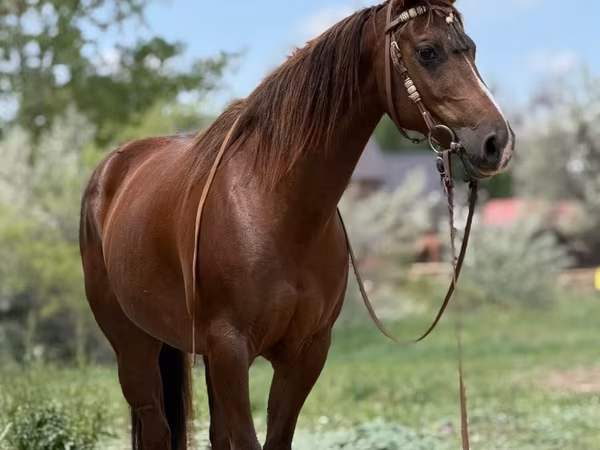 Stute, Quarter Horse