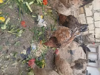 Chickens — photo 3