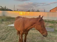 Kůň, Arabian horse — foto 2