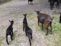 Dişi keçi, Murcia-Granada goats — foto 3