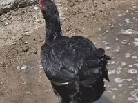 Chickens — photo 4