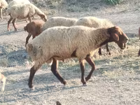 Qoç, Qoyunlar — foto 3