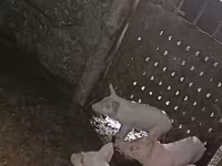 Säue, Schweine — Foto 7