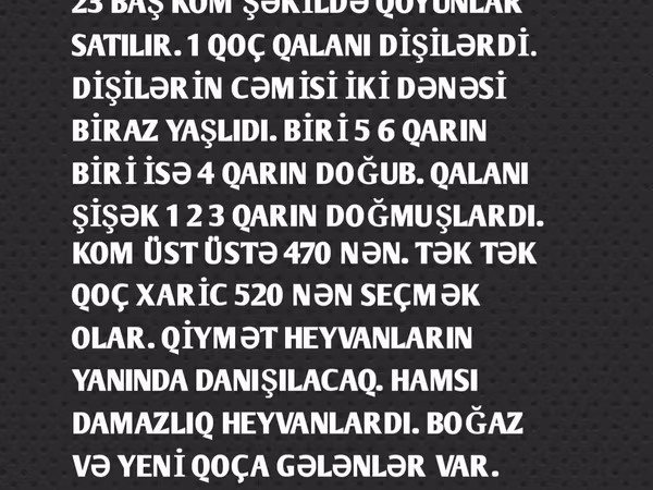 Qoç, Qoyunlar — Azərbaycan