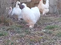 Chickens — foto 3
