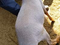 Qoç, Kyrgyz Mountain merino sheep — foto 4