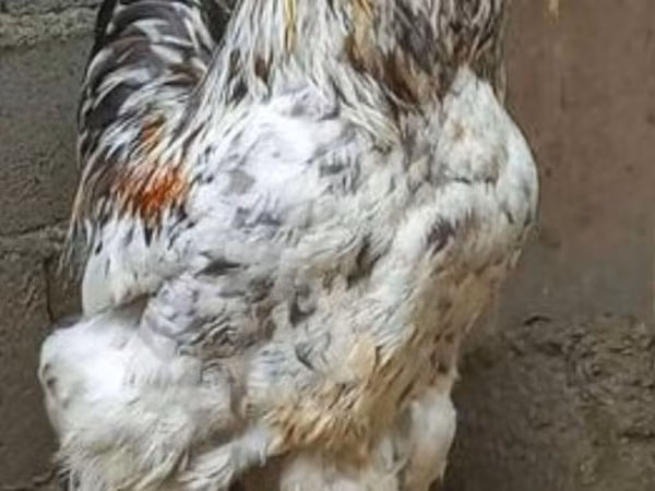 Brahma — Azerbaijan