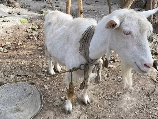 Cabra, Fergana goat