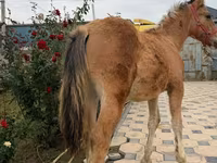 Cavalo, Cavalos — foto 3