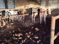 Bulle, Simmental cattle — Foto 7