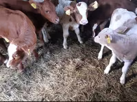 Touro, Simmental cattle — foto 1