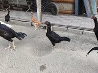 Chickens — foto 8